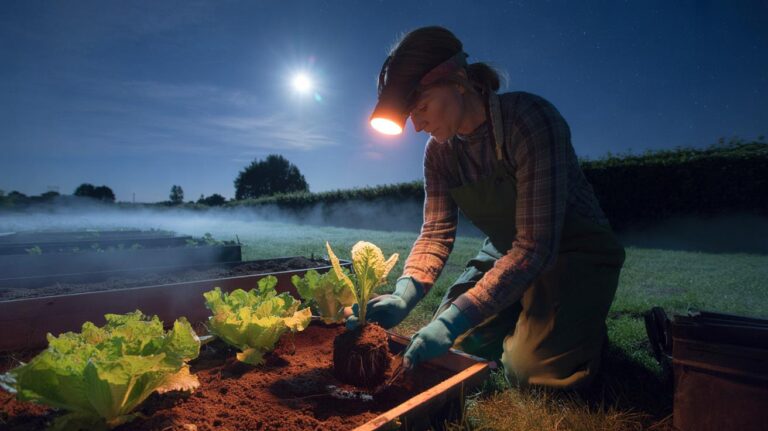 Illustration of a gardener transplanting seedlings under a full moon in a moonlit garden